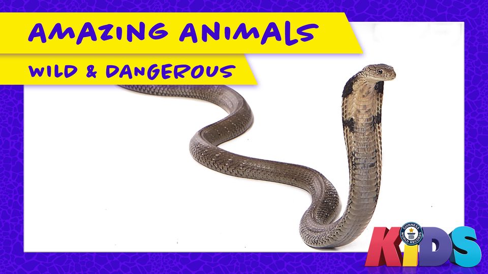 Amazing Animals:  Wild and Dangerous